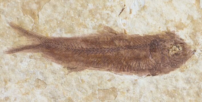 Detailed, Knightia Fossil Fish - Wyoming #53894